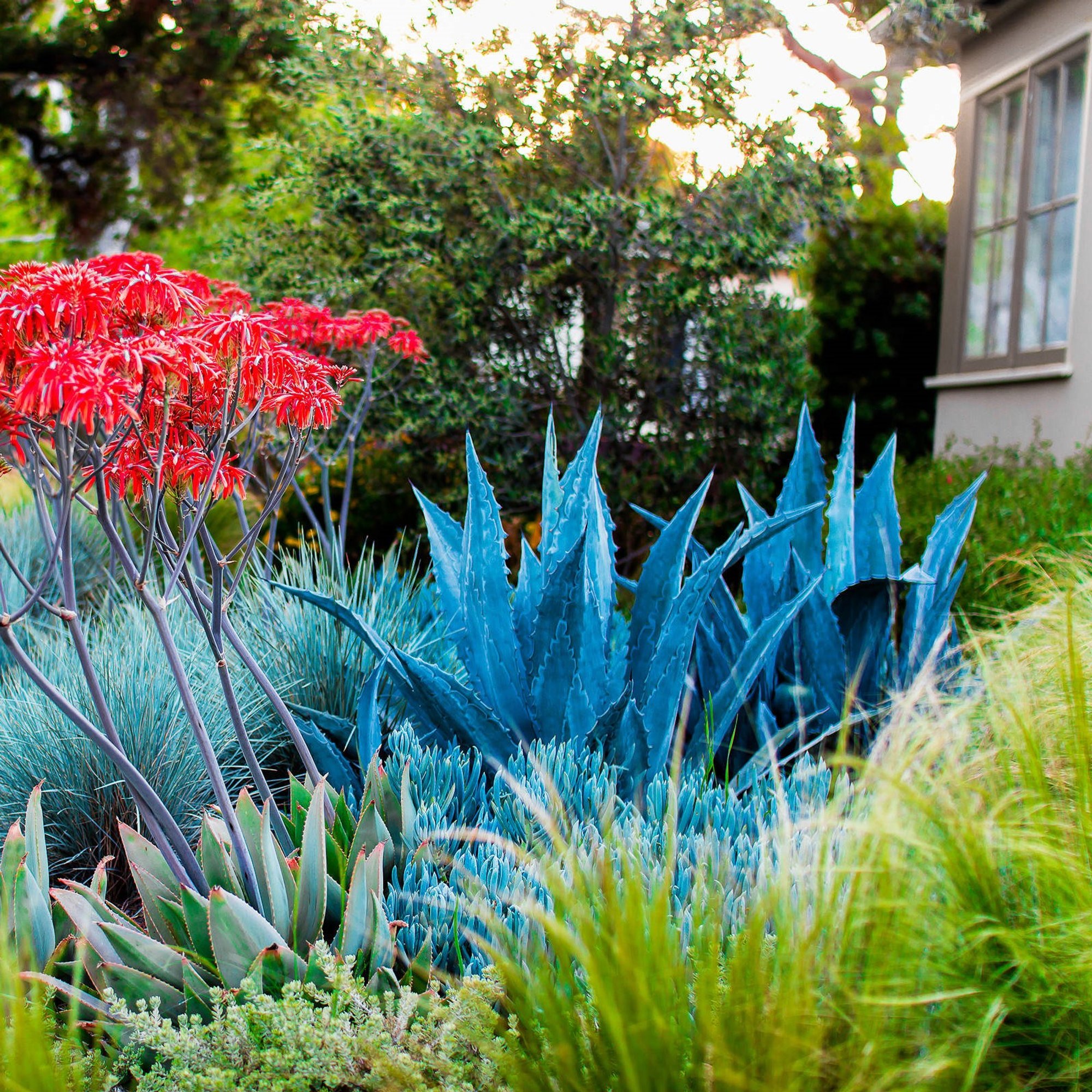 Daintree Observation tower
