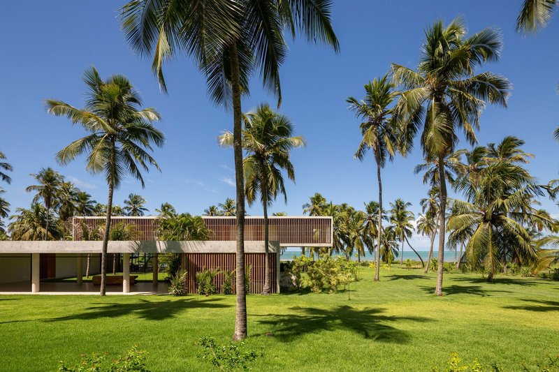 The house seen through coconut palms: elevated timber volume floating above a concrete base, ocean beyond