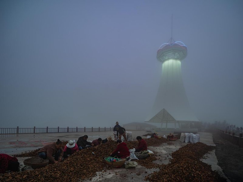 Tea farmers sorting harvest in morning fog, the lit tower rising behind them on the hilltop plaza