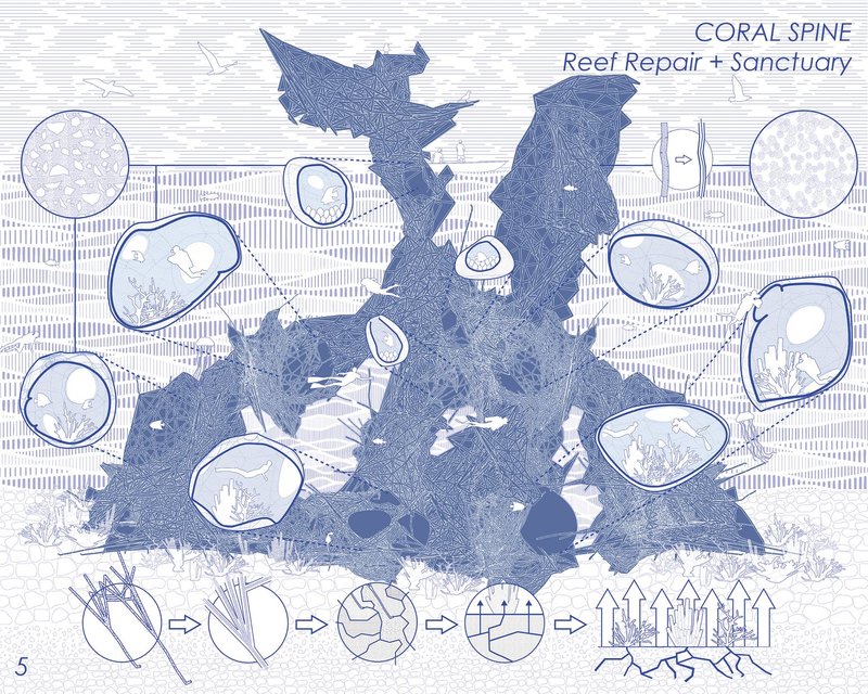 Systemic Blueprint: An infographic detailing the functional and ecological processes within the Coral Spine project.