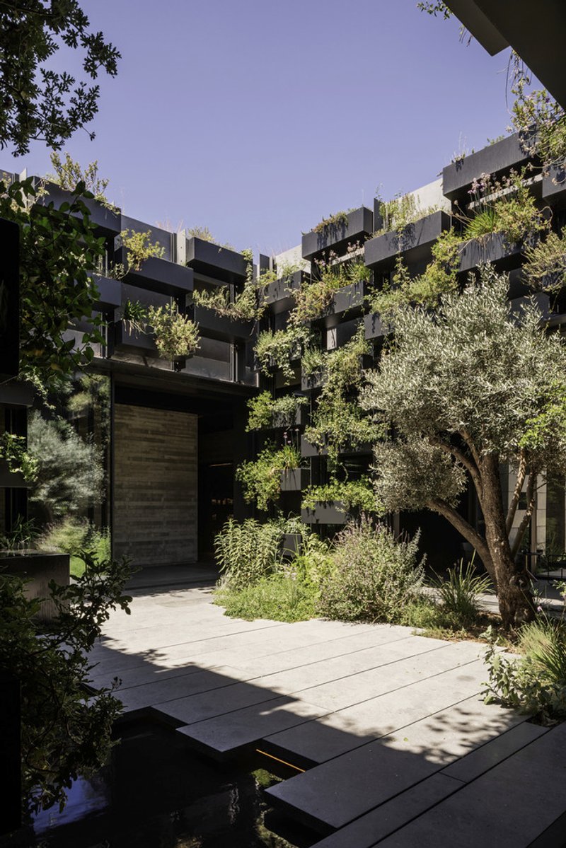 Courtyard view with planted terrace, olive tree, and cantilevered concrete balconies with cascading greenery
