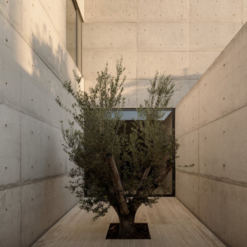 Concrete courtyard with single olive tree casting shadows on the walls in afternoon light