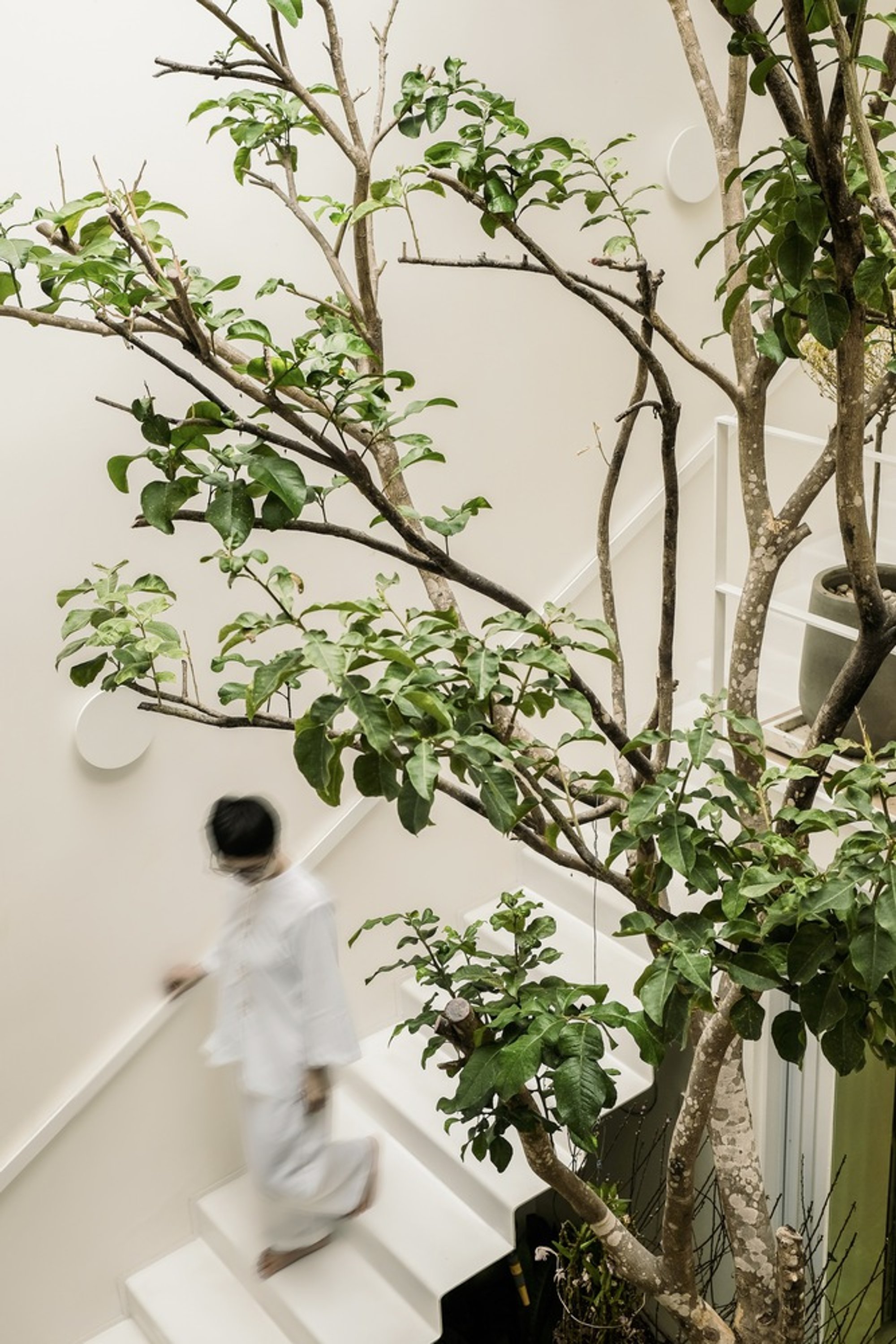 90+2 Architects Organize a Vietnamese Home Entirely Around a Central Tree