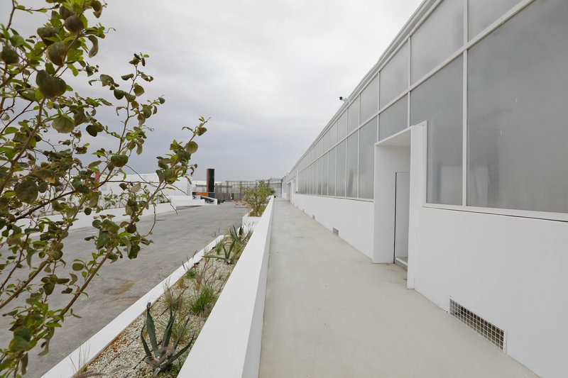 Exterior walkway bordered by white planter beds with young trees and the translucent facade