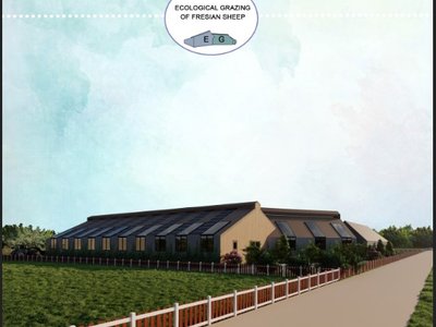 Ecological grazing of Friesian sheep