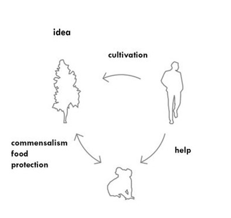 Cycle of idea, cultivation, help, and commensalism.