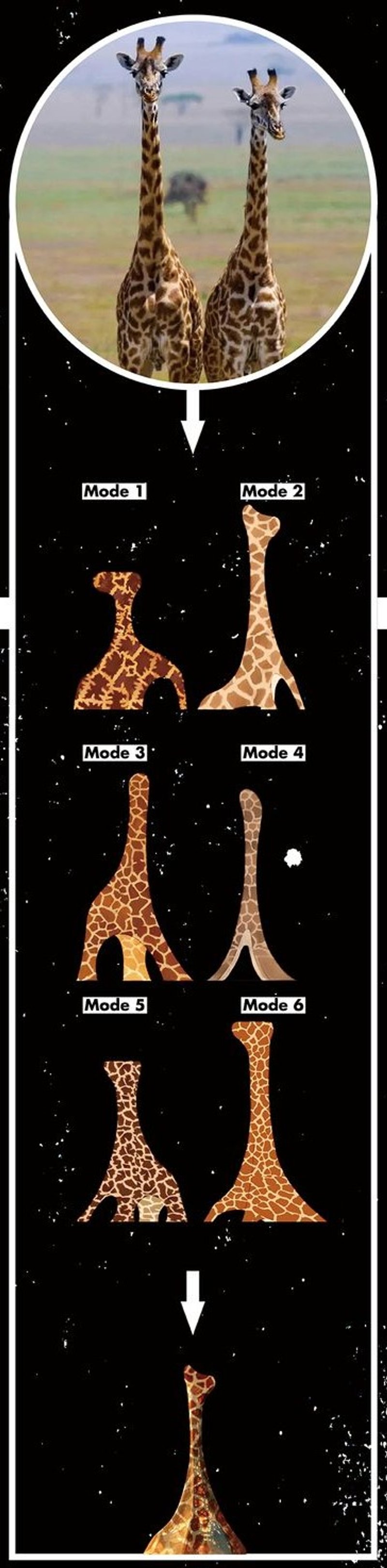 Giraffe Module: Transforming Tall Elegance into Architecture.