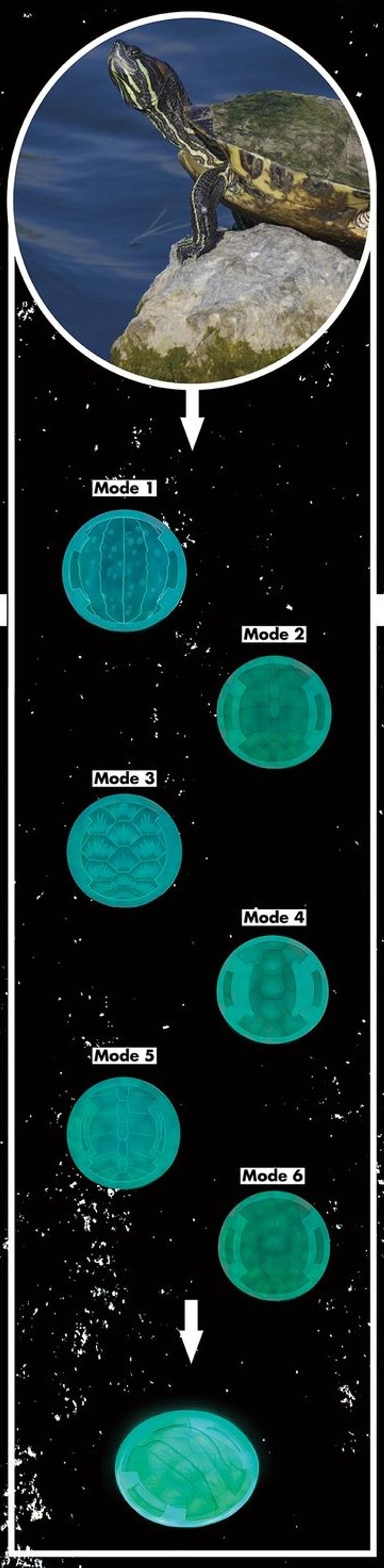 Tortoise Module: Stability and Strength in Lunar Design.