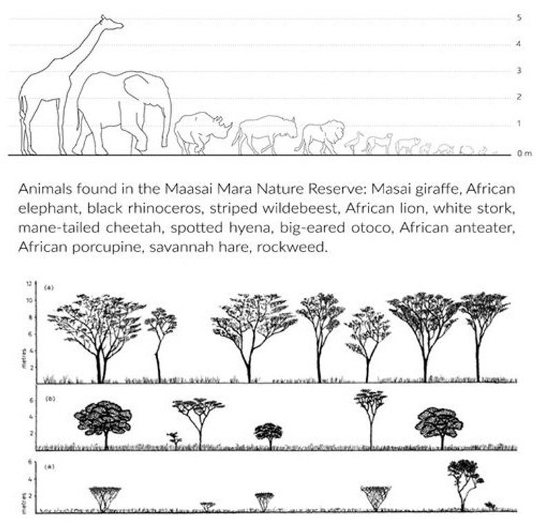 Wildlife diversity in the Maasai Mara Nature Reserve.