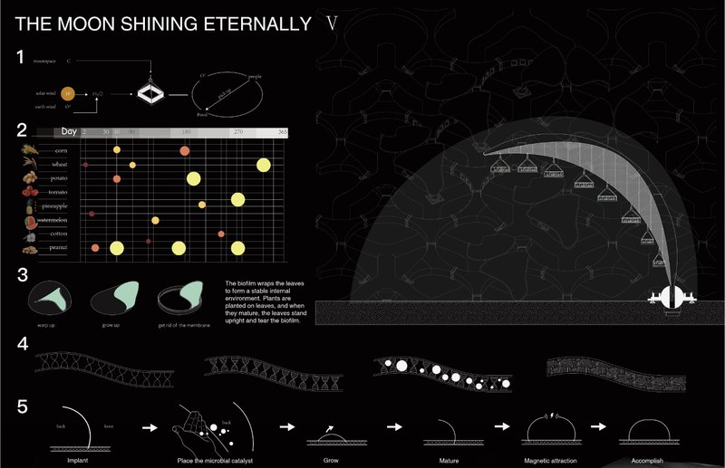 Biofilm technology for sustainable lunar agriculture.