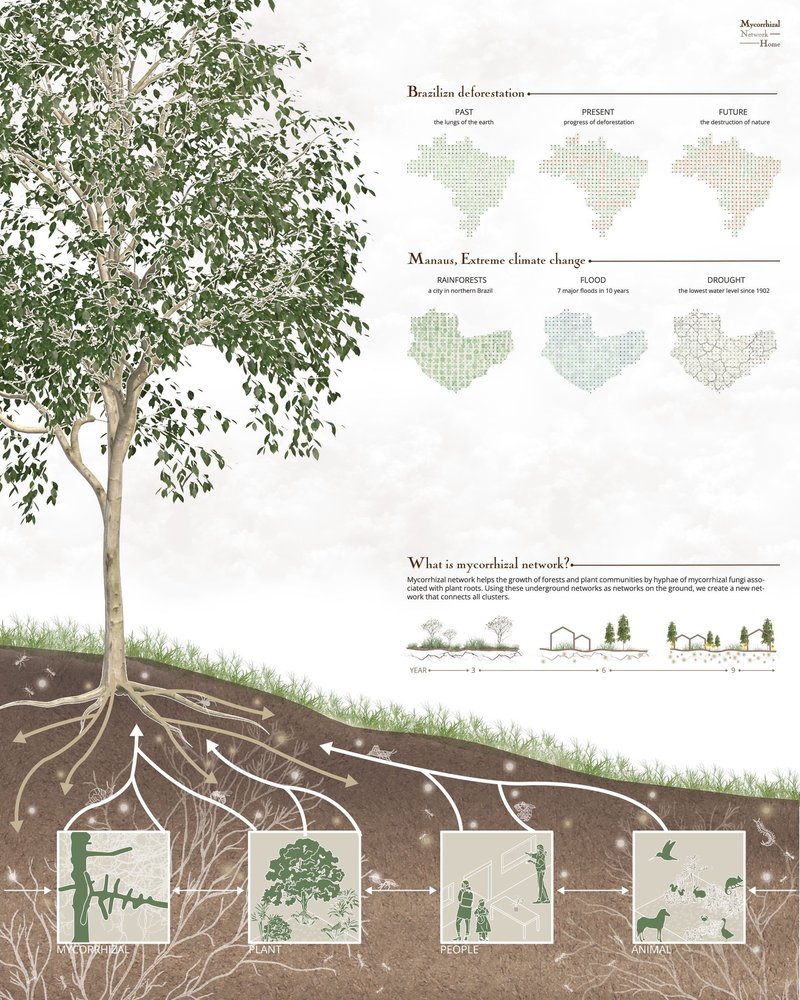 Mycorrhizal network connects plants, animals, and people underground.