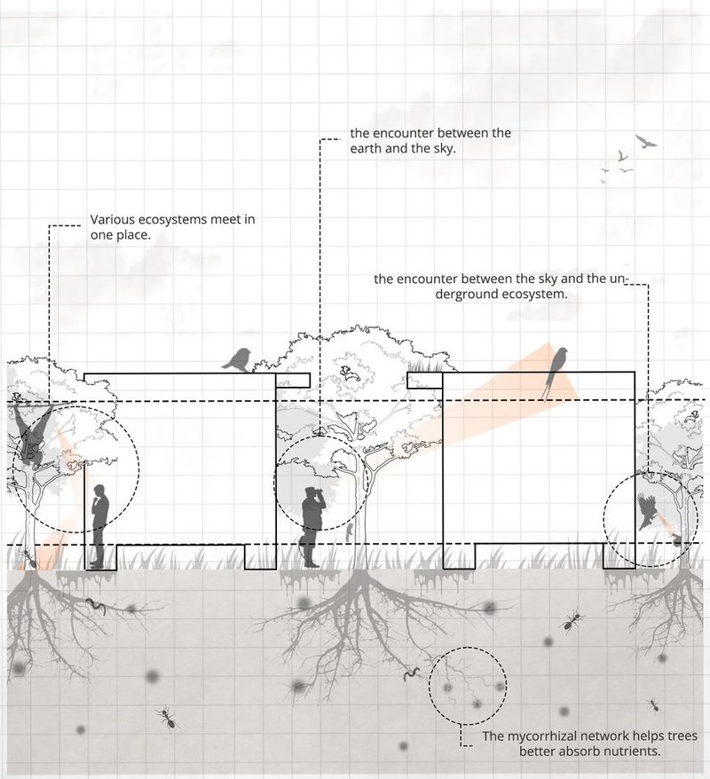 Layers of ecosystems meet, from underground to the sky.