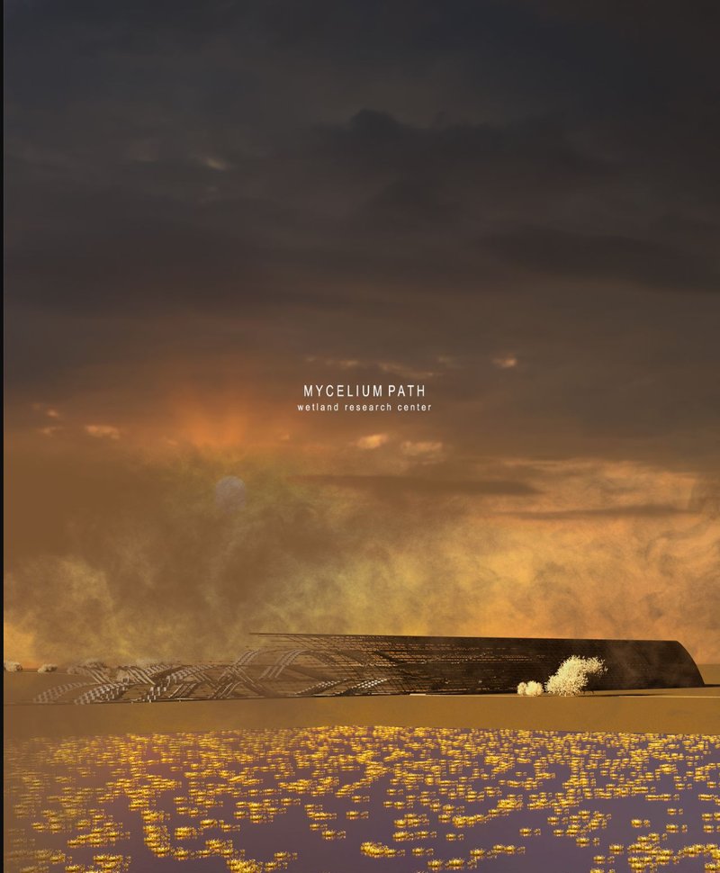 The Mycelium Path dissolves into the wetland horizon—an architectural organism merging with its environment.