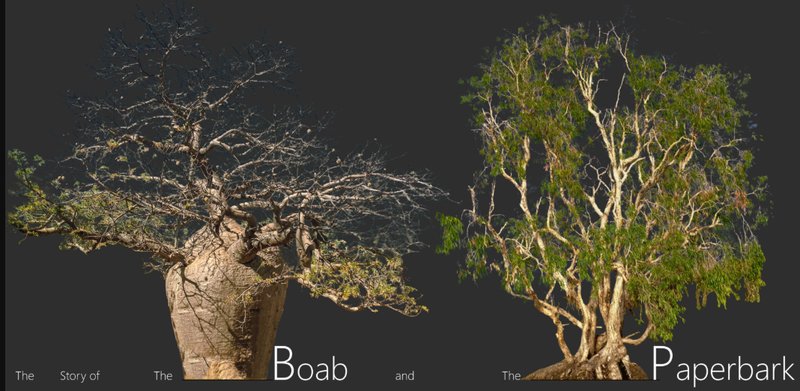 Exhibit display showing two preserved native trees against a dark background with informational text labels