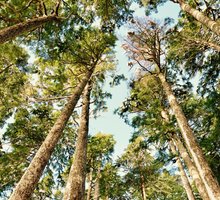 Harold Demetrios work 2