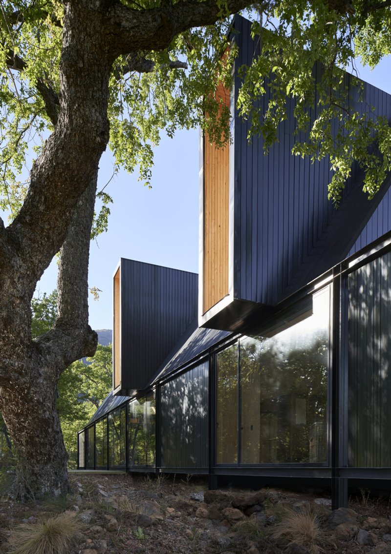 Exterior view of the corrugated metal facade with timber accents and floor-to-ceiling glazing beneath an old tree
