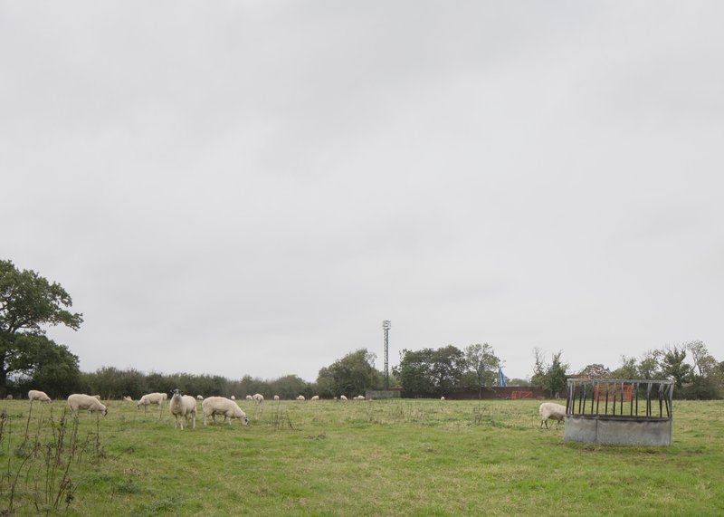 Pasture with grazing sheep and concrete water trough under grey cloudy sky