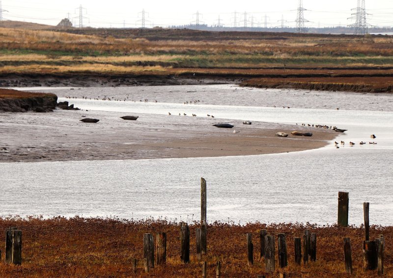 A tranquil view of Greatham Creek, home to a thriving seal population and diverse birdlife, showcasing the success of wetland regeneration.