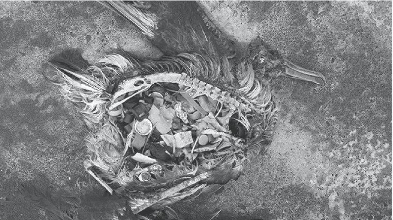 Close-up of decomposed organic matter and debris nested in weathered ground
