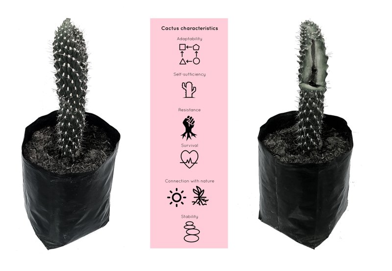 Cactus Characteristics – Symbolizing adaptability, resilience, and sustainability in architectural design.
