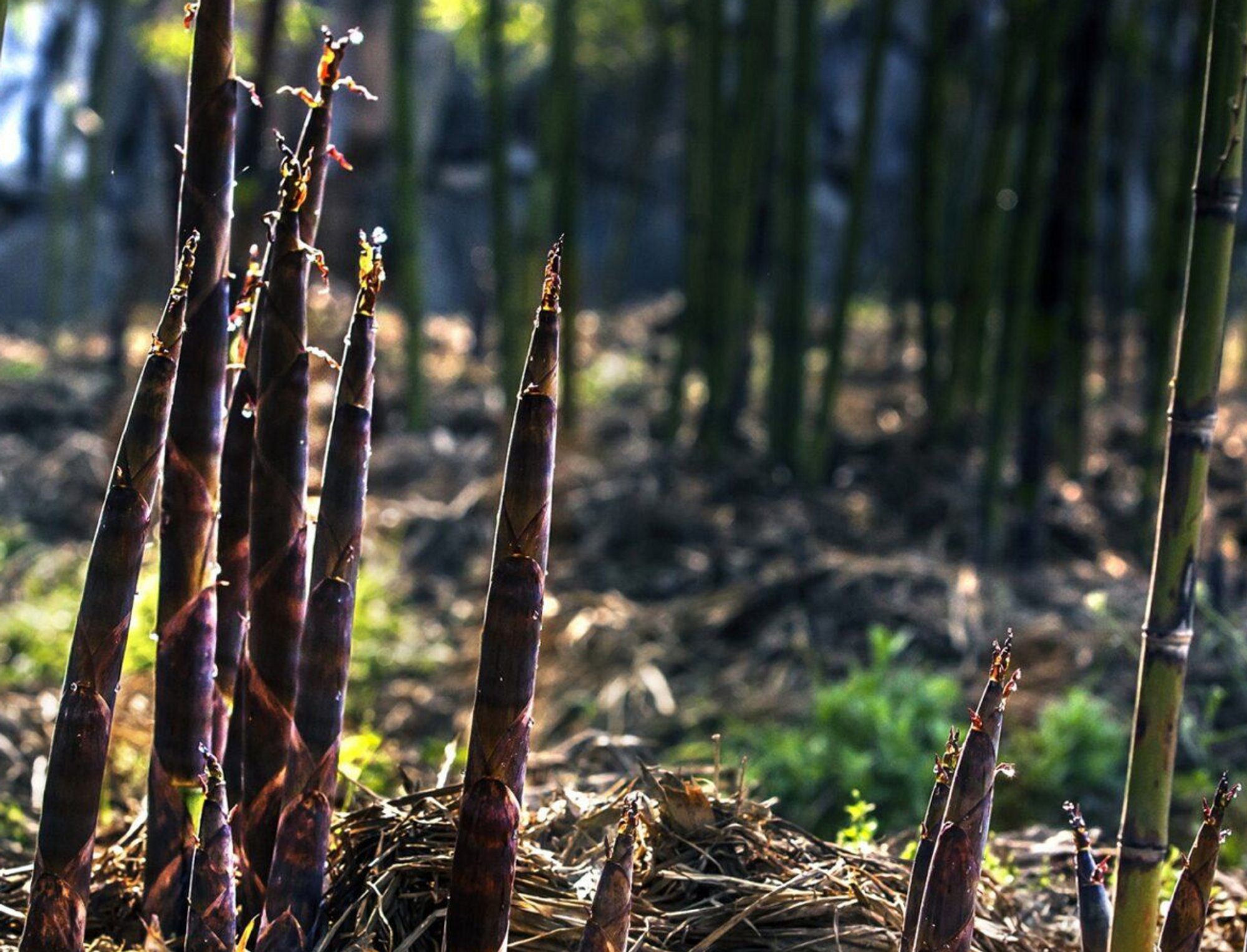 Infinite Bamboo