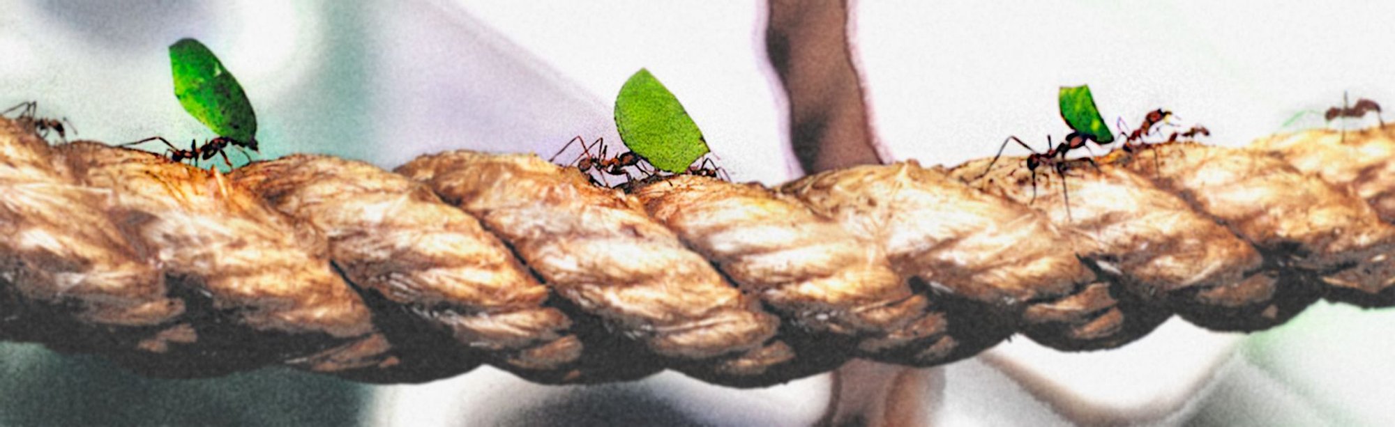 Biomimetics: Sustainable Architecture for Flood-Resilient Communities