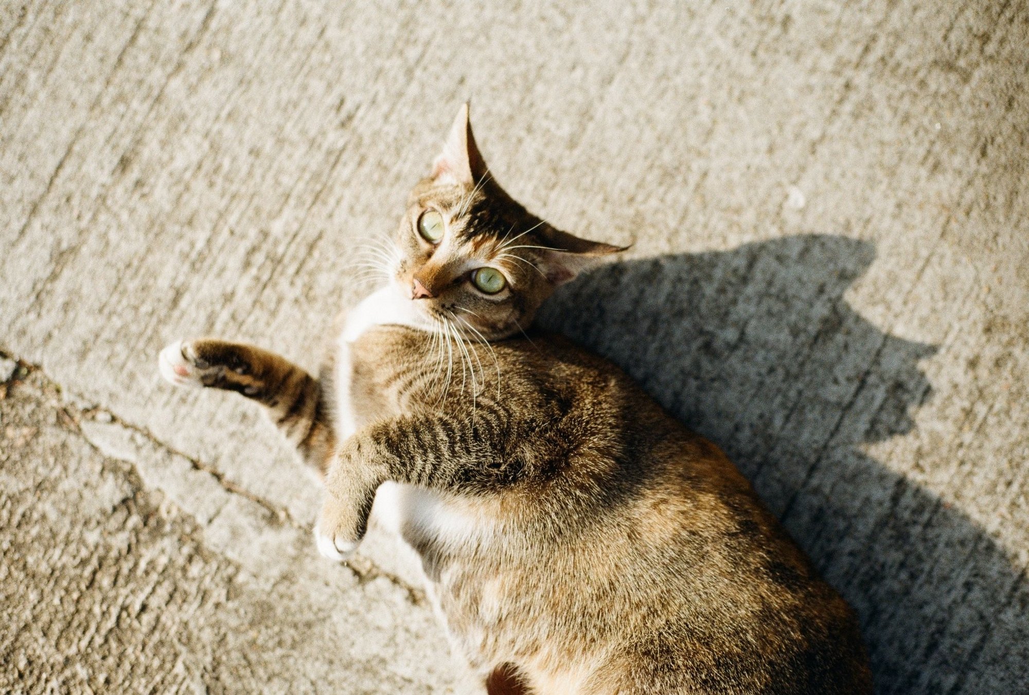 Cat Alley: Rethinking Urban Design Through Street-Level Public Space Revitalization