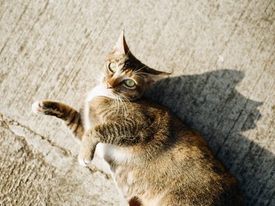 Cat Alley: Rethinking Urban Design Through Street-Level Public Space Revitalization