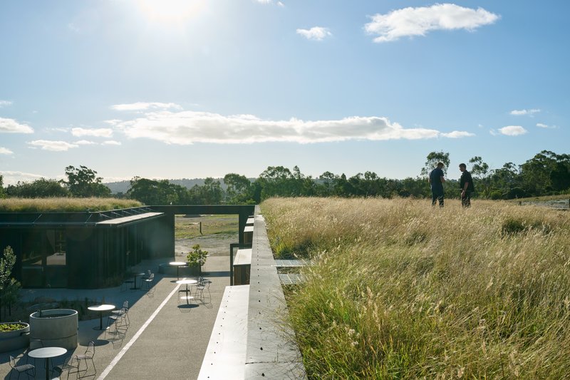 Green-roof walk with native grasses running straight across the roof to an outdoor terrace below