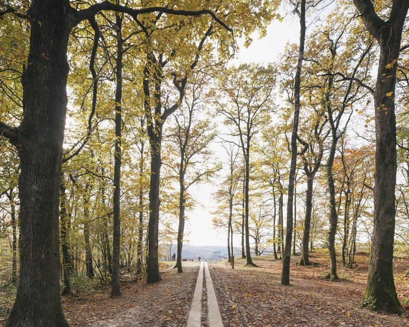 Tree-lined forest path leading toward the lookout point in autumn
