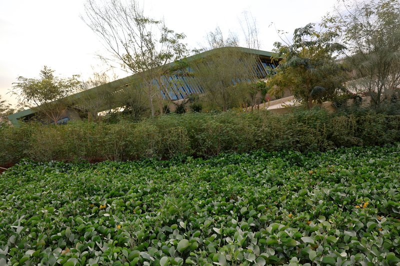 Curved planted roof emerging from dense groundcover vegetation in evening light