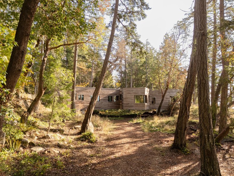 Weathered wood-clad volume set among slender tree trunks in dappled autumn forest light