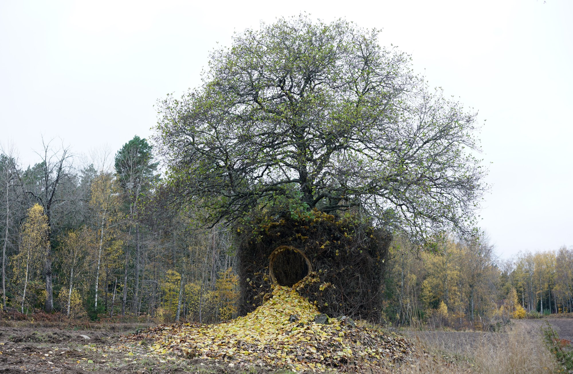 One Tree Four Seasons Installation: A Seasonal Dialogue Between Nature and Architecture