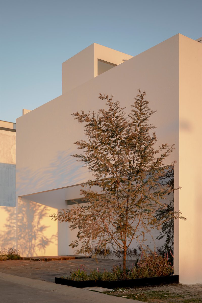 Courtyard with a deciduous tree framed by white stucco walls at golden hour