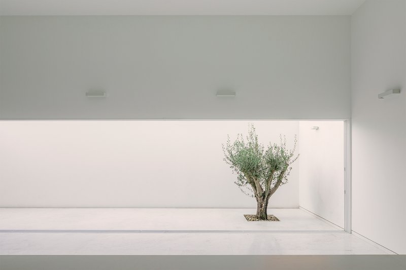 White courtyard with horizontal window slot framing a single olive tree in soft daylight