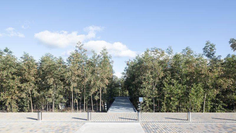 Metal grate walkway leading into a dense grove of trees under a blue sky with clouds