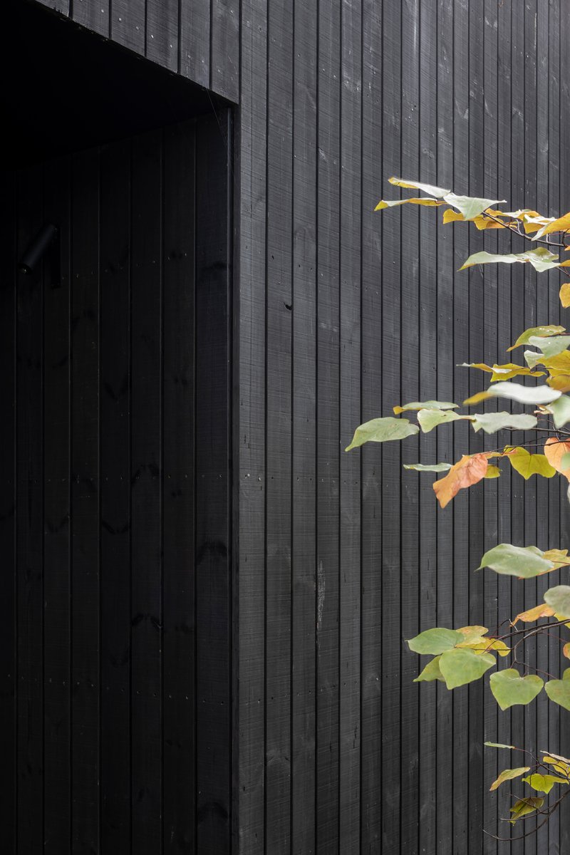 Detail of charred timber cladding with autumn vine leaves creeping across the corner