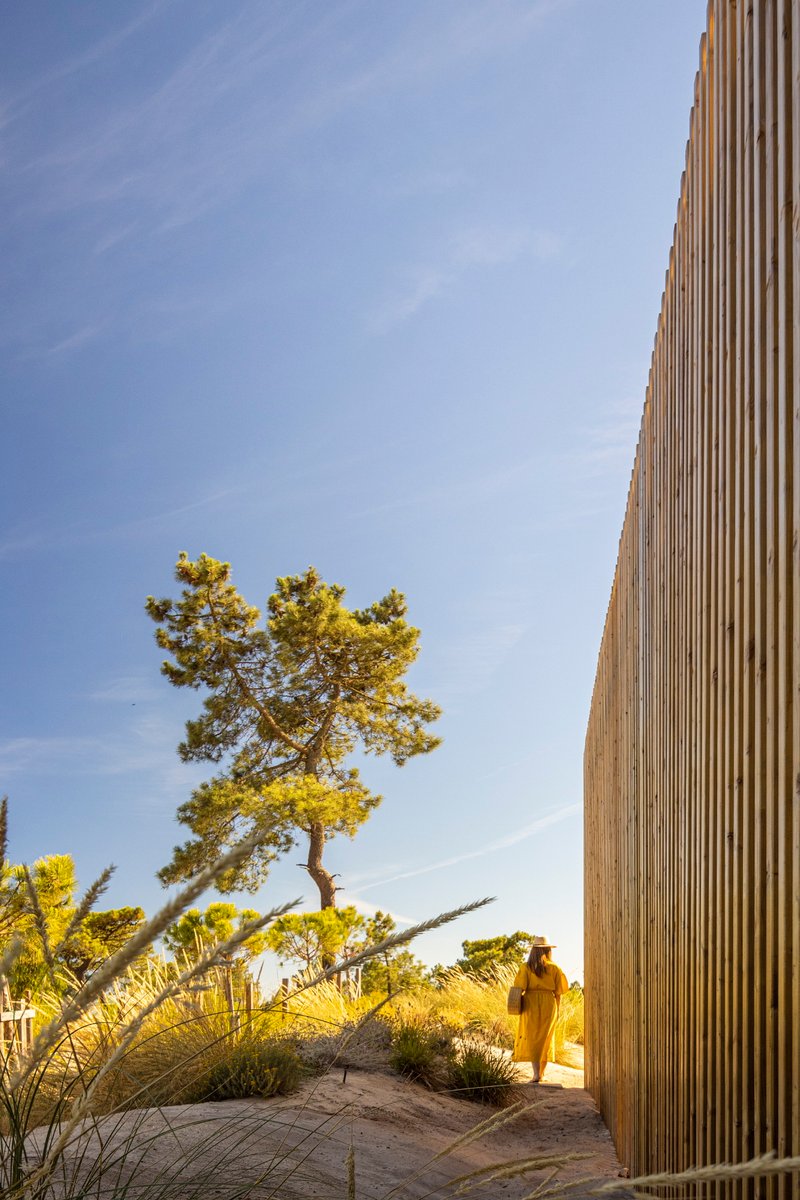 Vertical timber slat screen beside a pine tree with figure in yellow walking through planted dunes