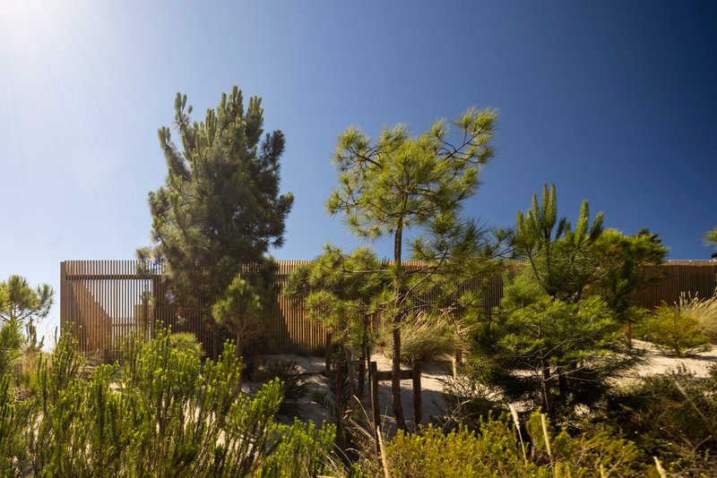 Exterior view of vertical timber cladding behind pines and planted dunes under clear sky