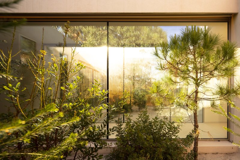 Interior courtyard planted with young pines and shrubs glimpsed through full-height glazing