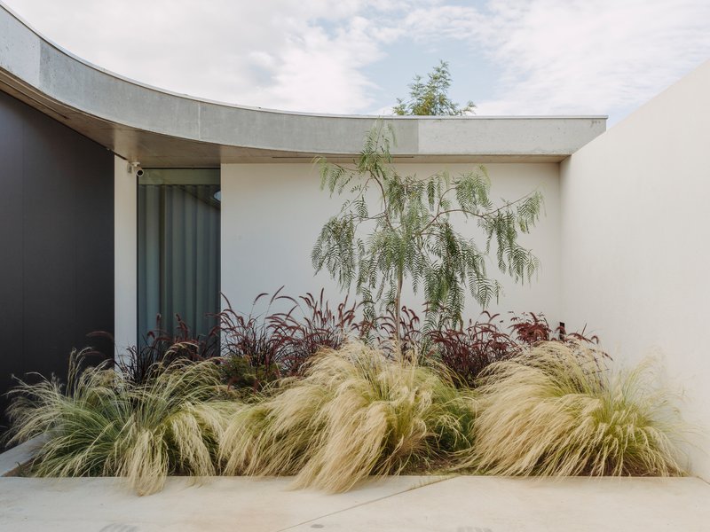 Planted courtyard corner with feathery grasses and small tree against white rendered walls