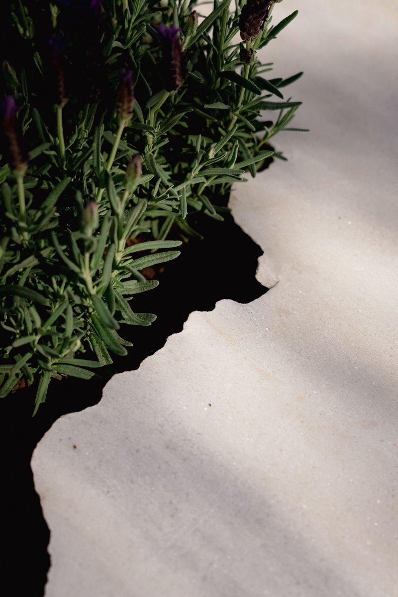 Close-up of lavender planted in an irregular opening cut through a white painted surface