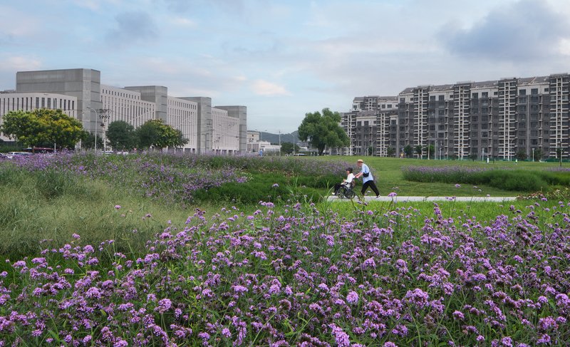 Wildflower meadow with purple blooms and two people walking a dog between residential buildings