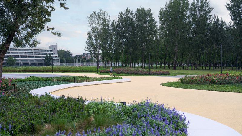 Curving sand-colored pathway through planted beds of purple flowering grasses and ornamental shrubs