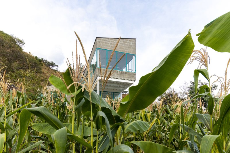 Concrete block volume with turquoise glazing rising above a dense cornfield at midday