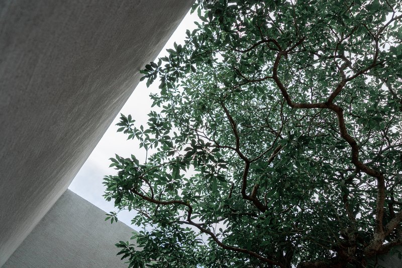 Looking up through a concrete void at the canopy of an interior tree