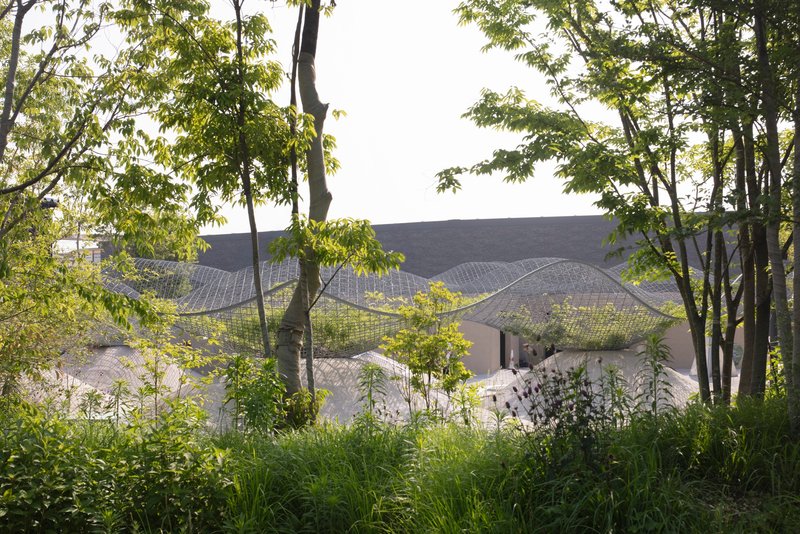 Distant view of the undulating canopy roofscape glimpsed through a birch and bamboo grove