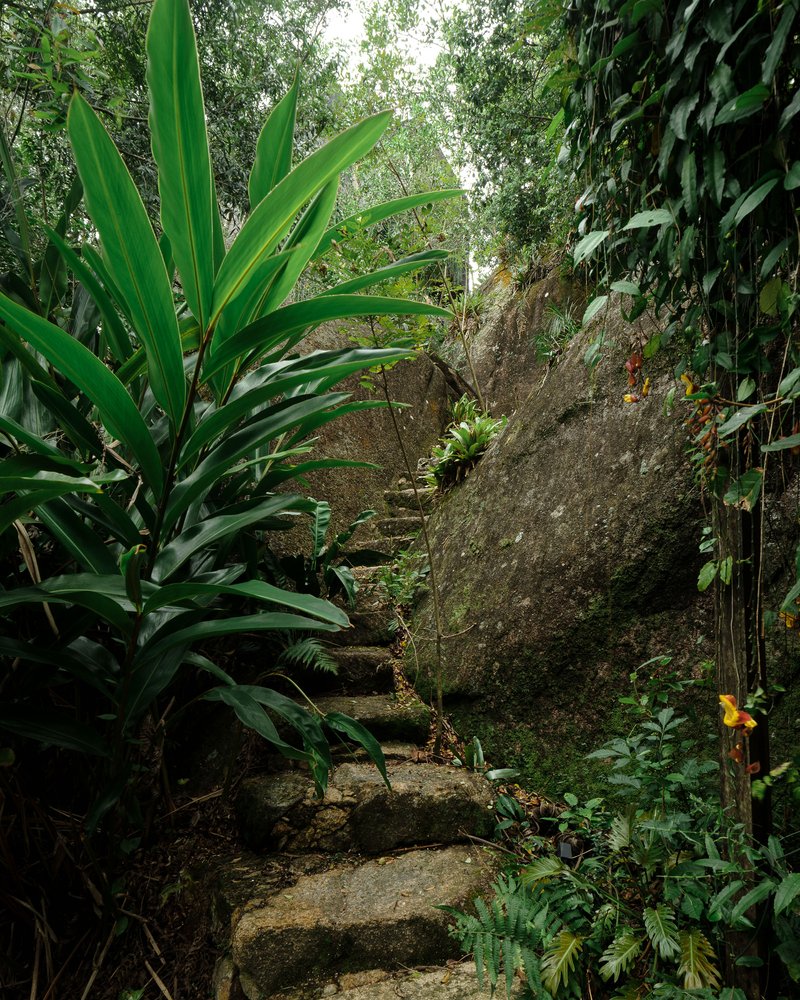 Concrete staircase winding through a hillside garden with tropical plantings and mossy boulders