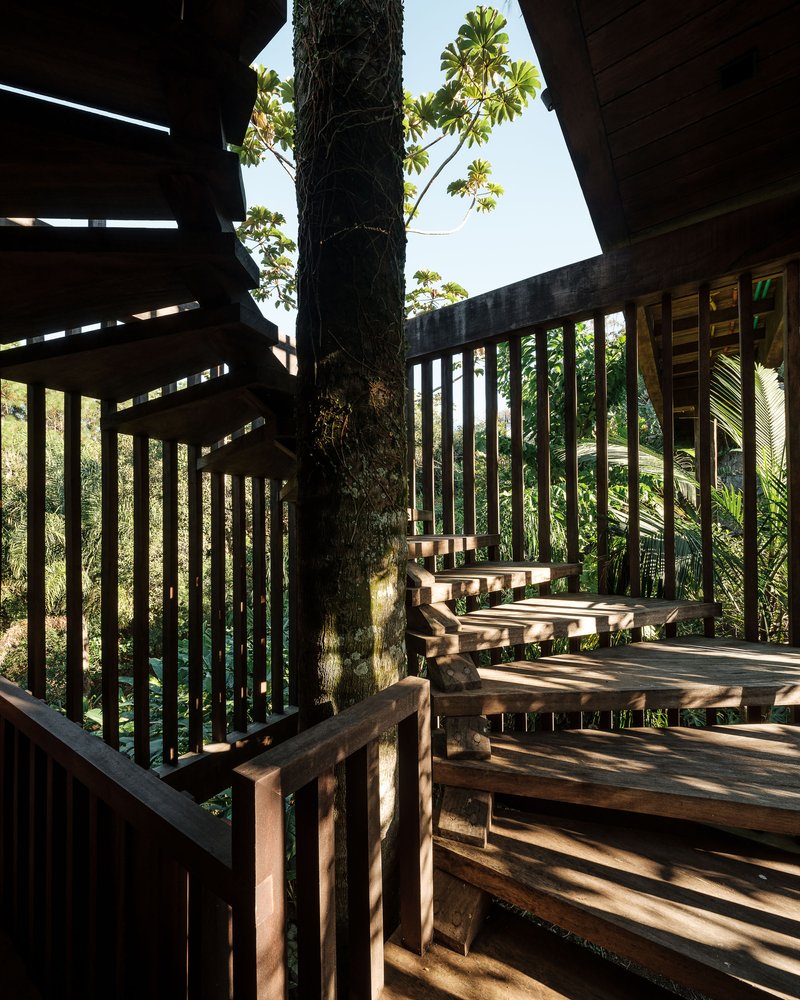 Timber staircase with vertical slat balustrade wrapping around a preserved tree trunk in dappled sunlight