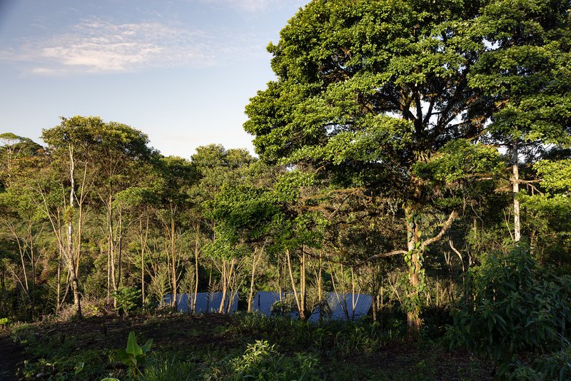 Distant view of the blue corrugated roofline partially obscured by dense tropical forest canopy